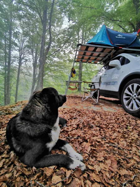 Dachplattform für CampUp Zelt - Karma 50.130